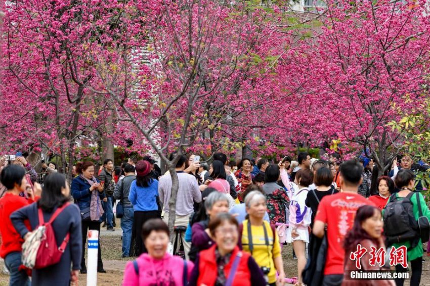 花見客でにぎわう桜満開の華南農(nóng)業(yè)大學(xué)キャンパス　広東省