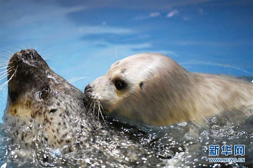 かわいさ満點(diǎn)！アザラシの赤ちゃん　ハルビン極地館