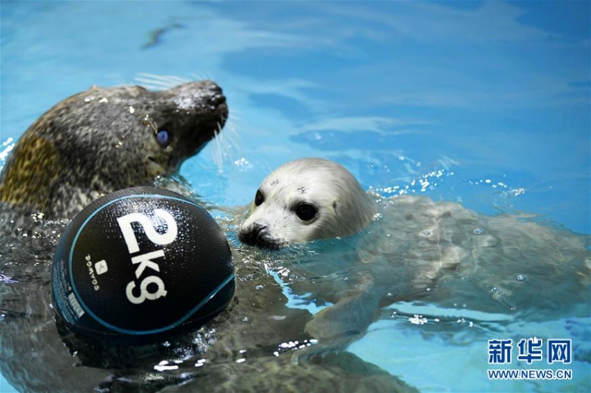 かわいさ満點！アザラシの赤ちゃん　ハルビン極地館