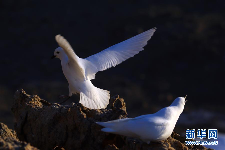 南極のカモメ、中國(guó)が初めて赤外線カメラで自動(dòng)観測(cè)