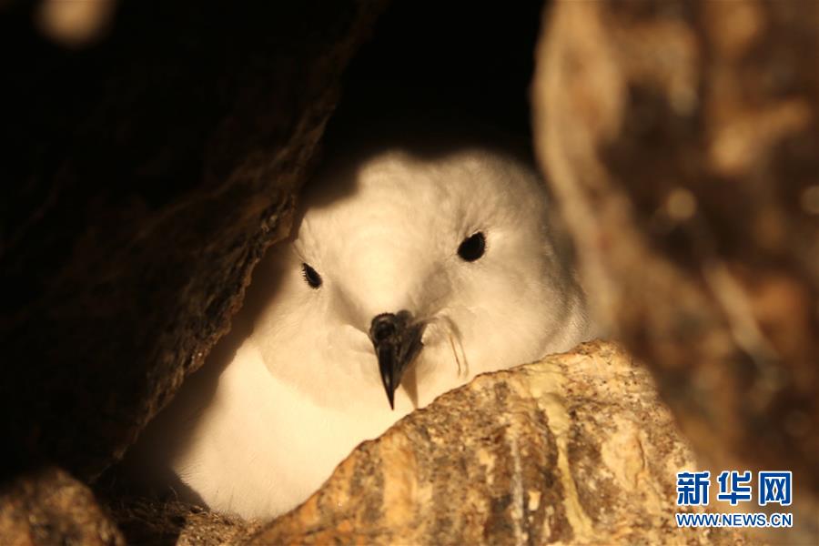 南極のカモメ、中國(guó)が初めて赤外線カメラで自動(dòng)観測(cè)