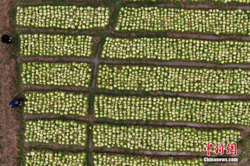 見て美しい、食べて美味しい「バラ白菜」はいかが？　南京農(nóng)業(yè)大學(xué)