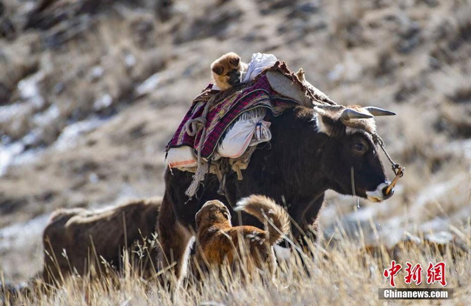 新疆遊牧民の春の大移動　まるで壯大な絵巻物