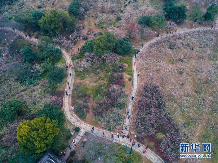 超山景勝地で梅の花の鑑賞に訪れた観光客たち（ドローンによる撮影?徐昱）。