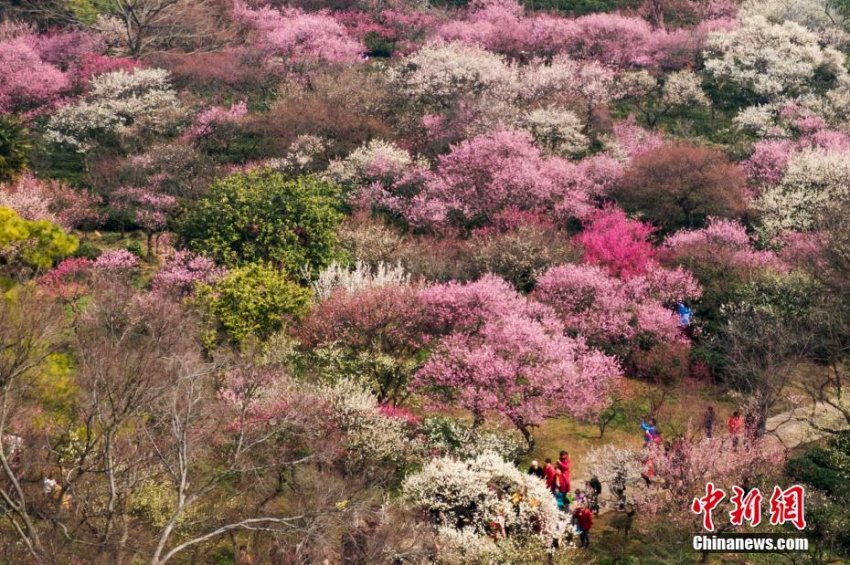 空撮した南京市の紫金山の梅の花(2月25日、撮影?泱波)。