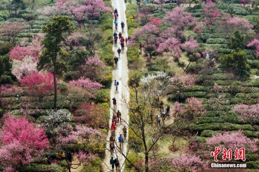 梅の花、見頃を迎え花見客でにぎわう南京市