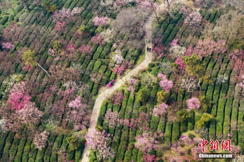 梅の花、見(jiàn)頃を迎え花見(jiàn)客でにぎわう南京市