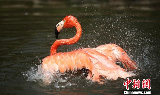太陽の下で水遊びするフラミンゴ（撮影?孟徳竜）。