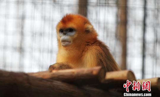 江蘇省に久しぶりに顔を出した太陽に動(dòng)物たちが日光浴を楽しむ