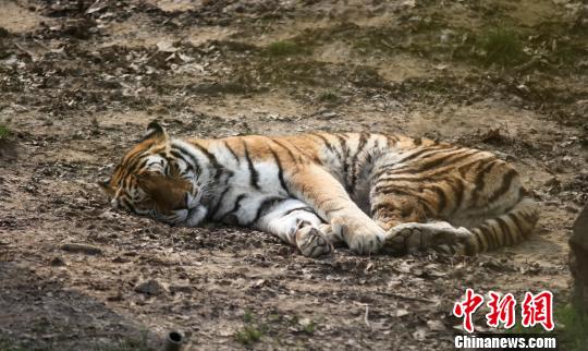 江蘇省に久しぶりに顔を出した太陽(yáng)に動(dòng)物たちが日光浴を楽しむ