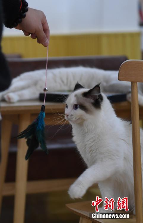 「ペット経済」ブーム、ネコとの觸れ合いの場(chǎng)人気に　杭州市