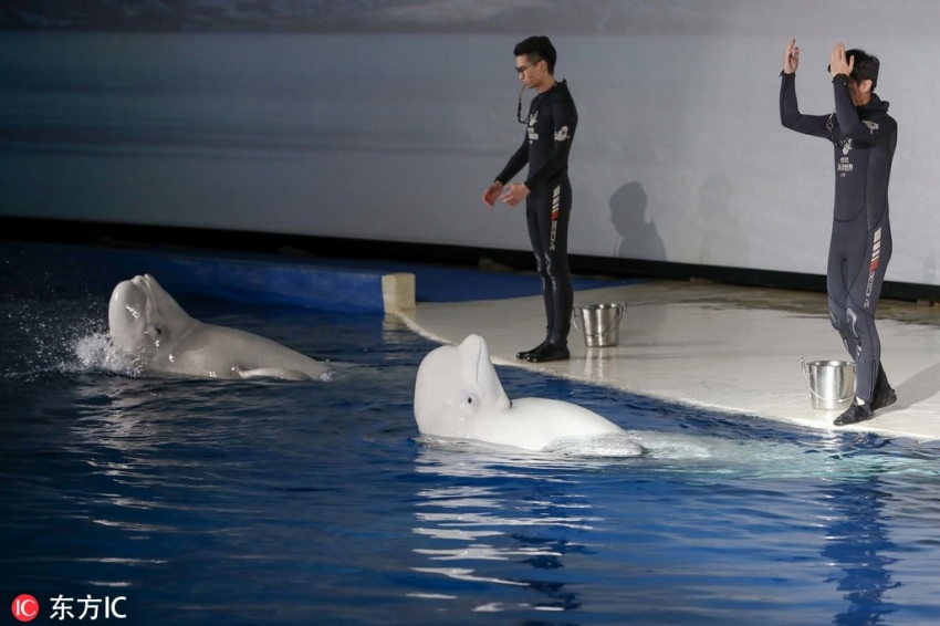 上海のシロイルカ姉妹が「お別れショー」　9千キロ離れたアイスランドへ