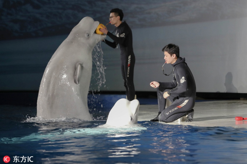 上海のシロイルカ姉妹が「お別れショー」　9千キロ離れたアイスランドへ