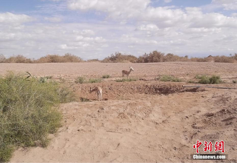 自動(dòng)化裝置設(shè)置の水場(chǎng)の「常連客」はラクダやオオヤマネコ　甘粛省