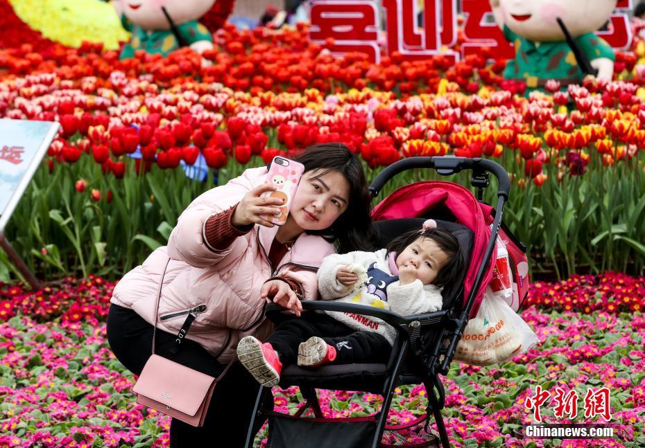 色鮮やかに咲き誇るチューリップ（撮影?張暢）。