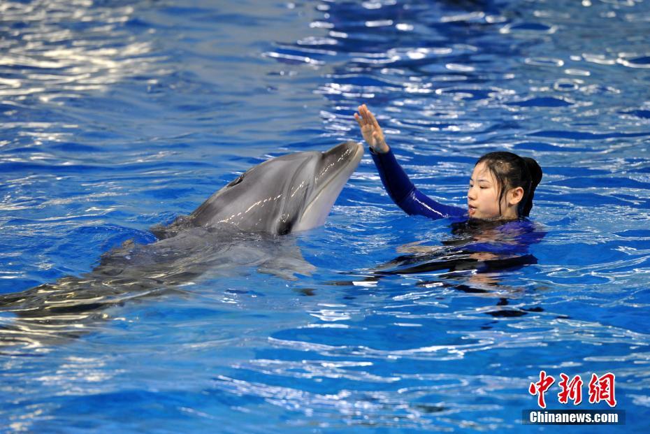 イルカの訓(xùn)練を行う調(diào)教師の孫麗如さん（撮影?韓蘇原）。