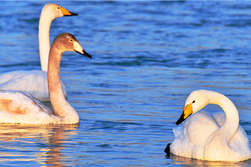 開都の河畔にハクチョウの群れ　新疆維吾爾（ウイグル）自治區(qū)