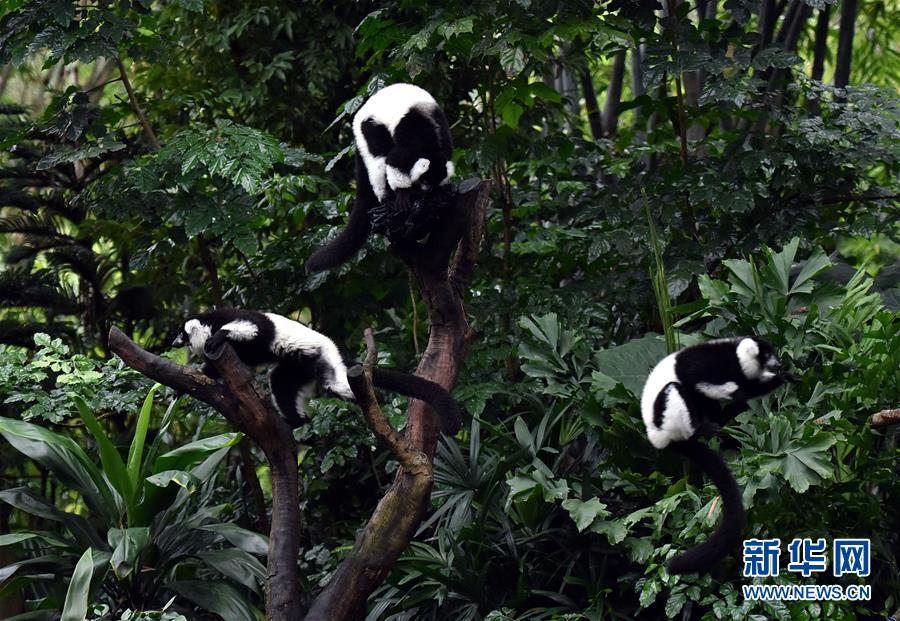 國內(nèi)初の三つ子のエリマキキツネザル、一般公開スタート　広東省