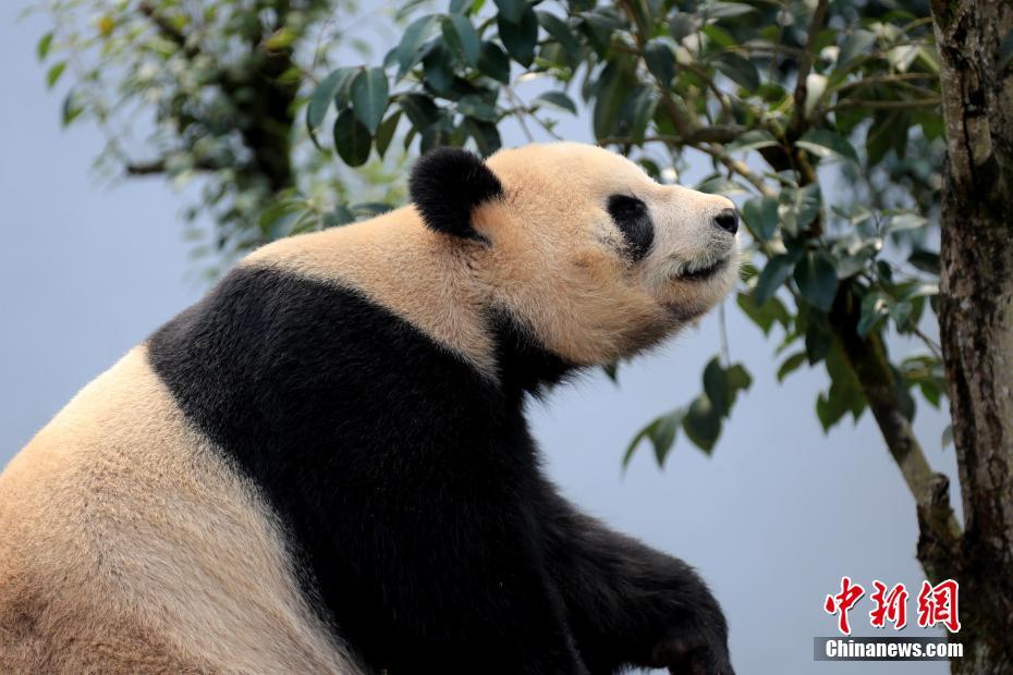 雨上がりの春の陽(yáng)光存分に楽しみかわいい表情見(jiàn)せるパンダ　安徽省
