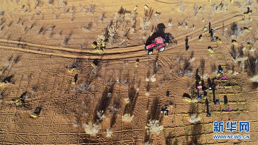 甘粛省、砂漠化対策に勤しむ人々