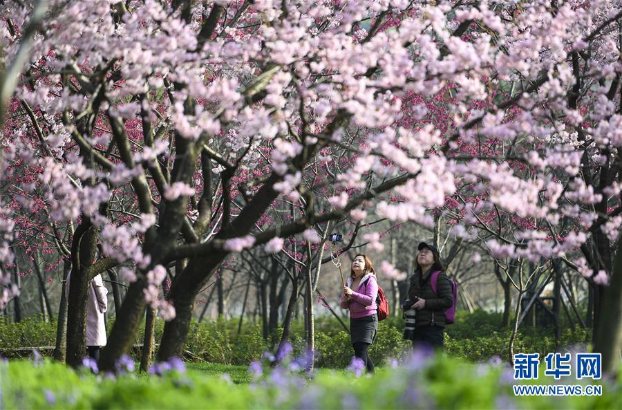 春爛漫！武漢東湖の桜花節(jié)開幕　湖北省
