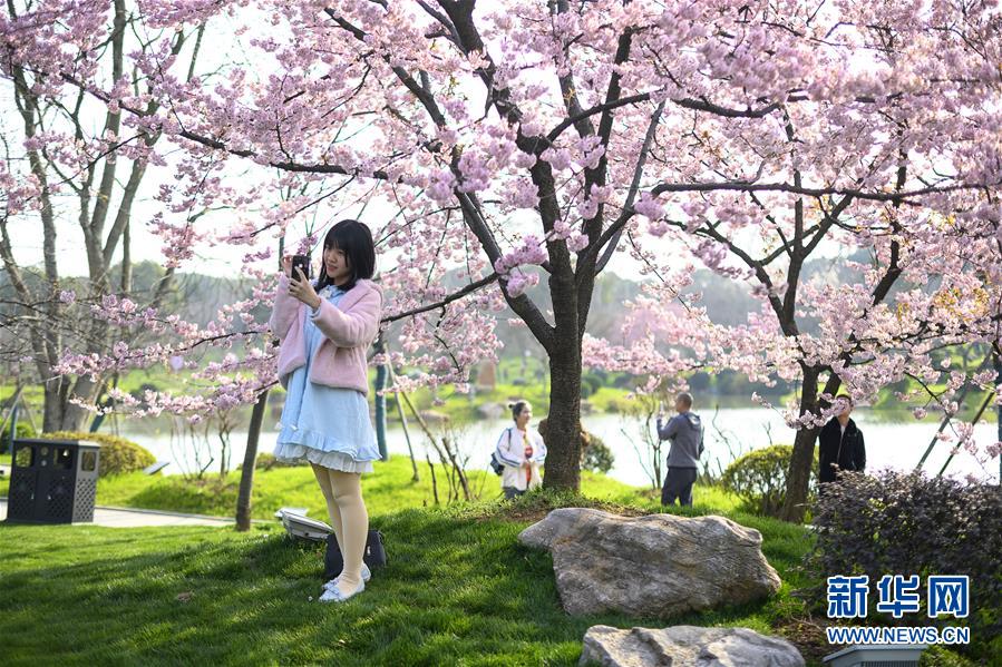 春爛漫！武漢東湖の桜花節(jié)開幕　湖北省