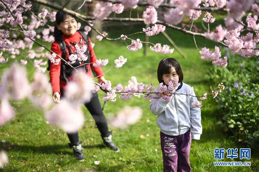 春爛漫！武漢東湖の桜花節(jié)開幕　湖北省