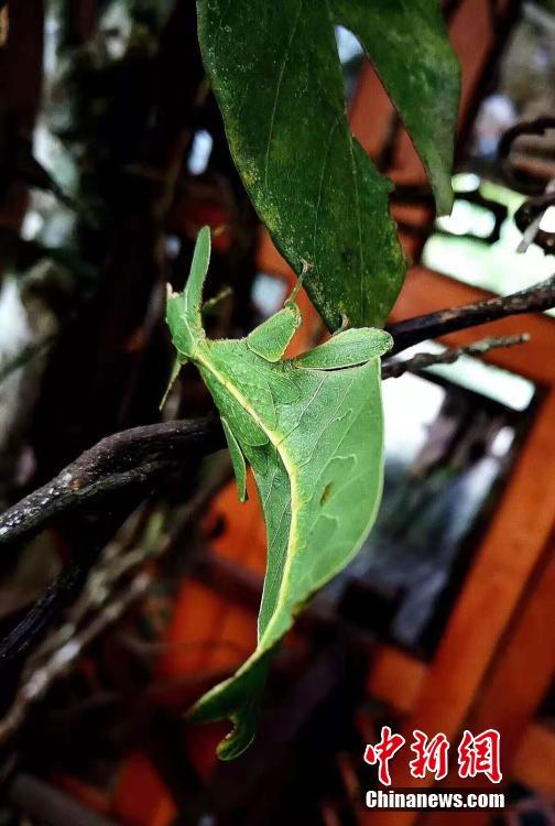 昆蟲界の「擬態(tài)の達人」參上！あなたは見破ることができるか？