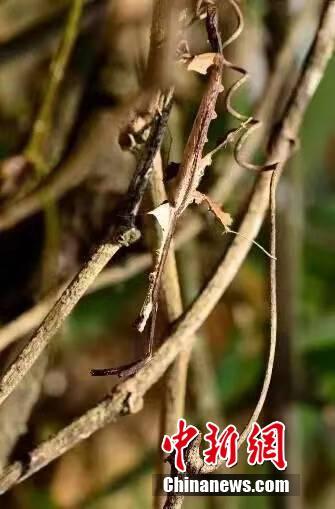 昆蟲界の「擬態(tài)の達人」參上！あなたは見破ることができるか？