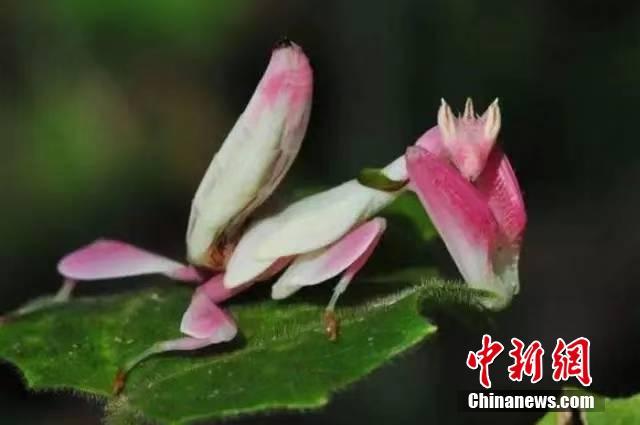 昆蟲界の「擬態(tài)の達(dá)人」參上！あなたは見破ることができるか？