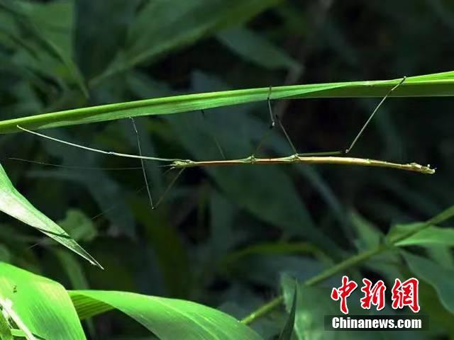 昆蟲界の「擬態(tài)の達(dá)人」參上！あなたは見破ることができるか？