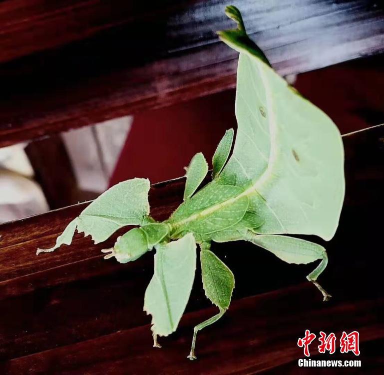 昆蟲界の「擬態(tài)の達(dá)人」參上！あなたは見破ることができるか？