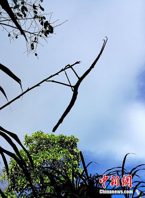 昆蟲界の「擬態(tài)の達(dá)人」參上！あなたは見破ることができるか？