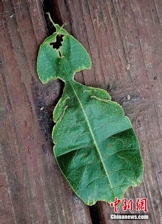 昆蟲界の「擬態(tài)の達(dá)人」參上！あなたは見破ることができるか？