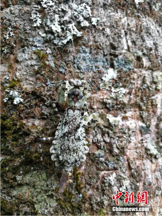 昆蟲界の「擬態(tài)の達(dá)人」參上！あなたは見破ることができるか？