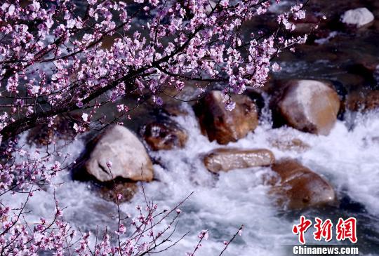 美しく咲き亂れる桃の花　四川省黒水県