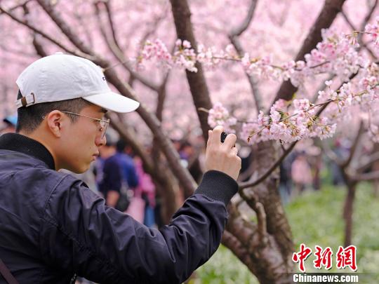 桜色満開(kāi)！上海靜安彫塑公園の桜並木に押し寄せる花見(jiàn)客