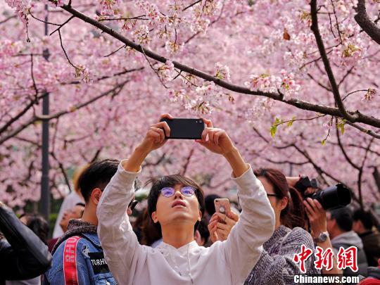 桜色満開！上海靜安彫塑公園の桜並木に押し寄せる花見客