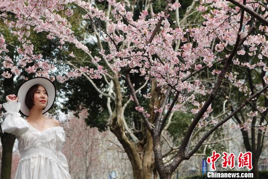 桜色満開(kāi)！上海靜安彫塑公園の桜並木に押し寄せる花見(jiàn)客