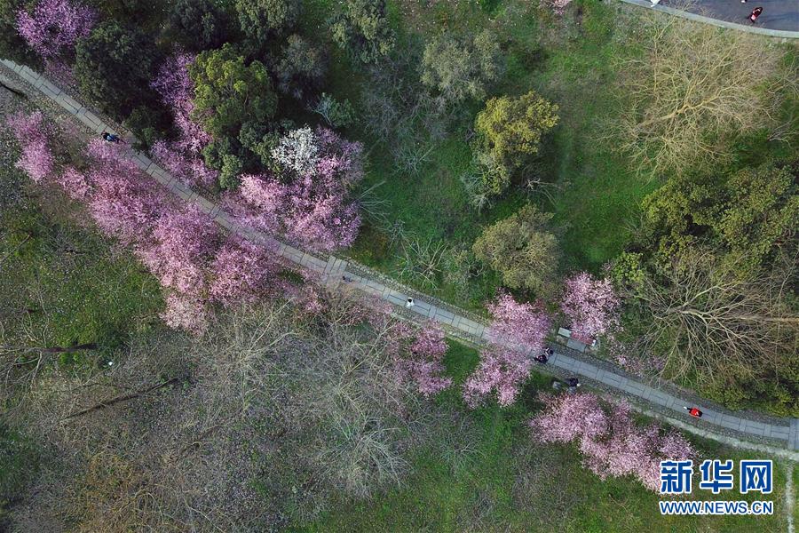 絵のように美しい西溪濕地　杭州市