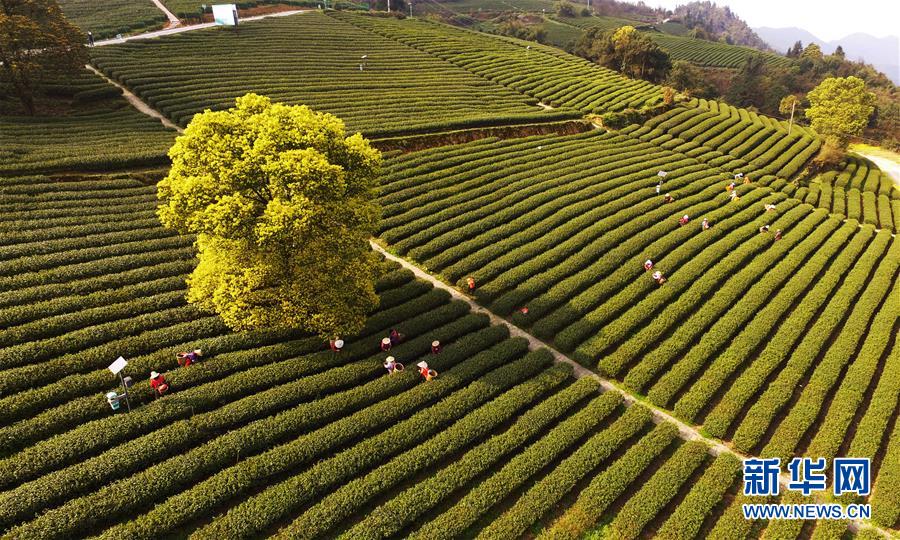 うららかな春の陽(yáng)気と共に茶摘みシーズン到來(lái)　重慶