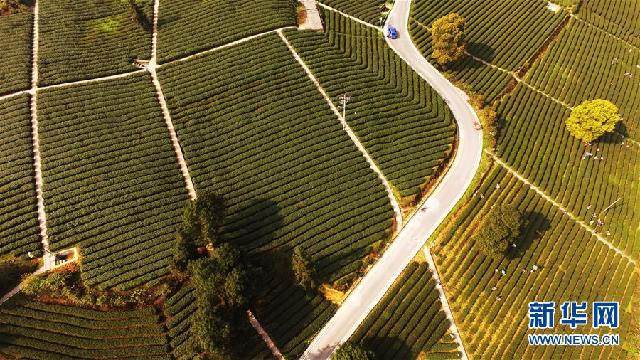 うららかな春の陽気と共に茶摘みシーズン到來　重慶