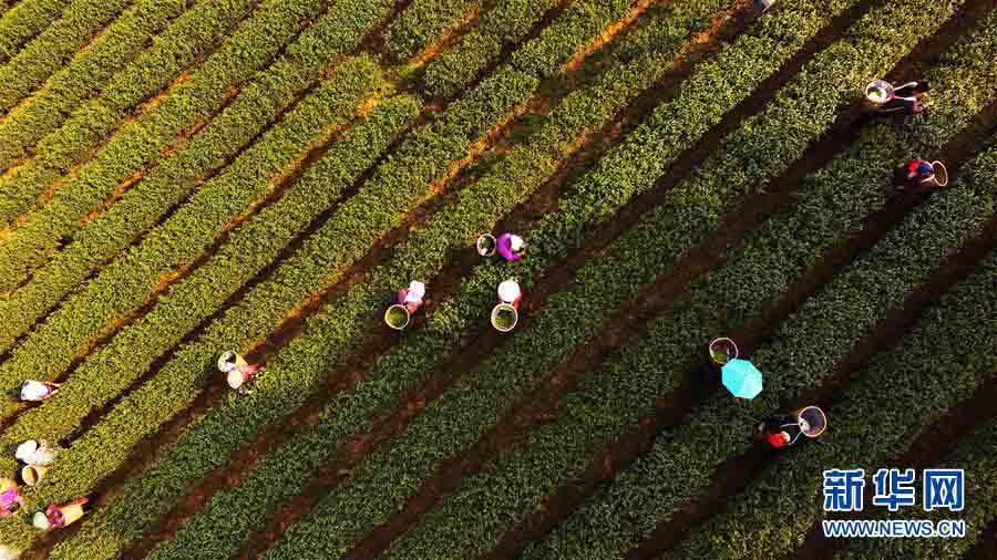 うららかな春の陽(yáng)気と共に茶摘みシーズン到來(lái)　重慶