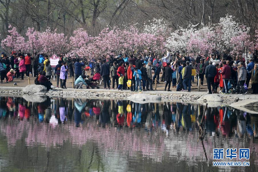 早咲きの桜満開(kāi)に　北京玉淵潭公園