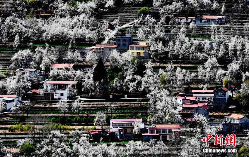 山肌や村々を覆い盡す満開(kāi)迎えた梨の花　四川金川