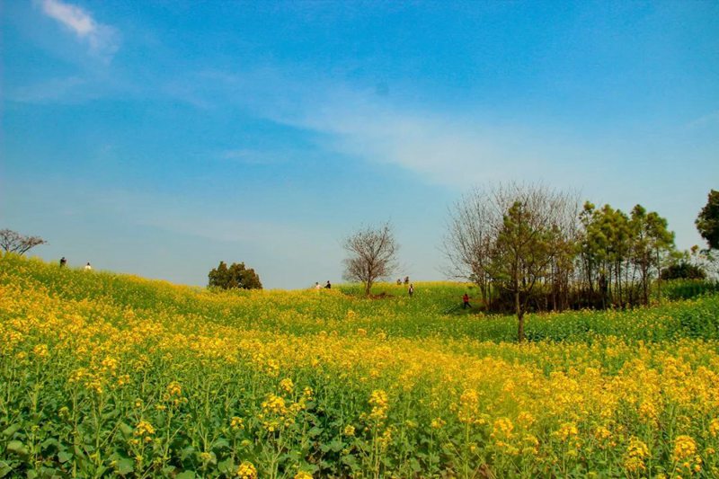 全國各地の大學キャンパス、春爛漫の景色に