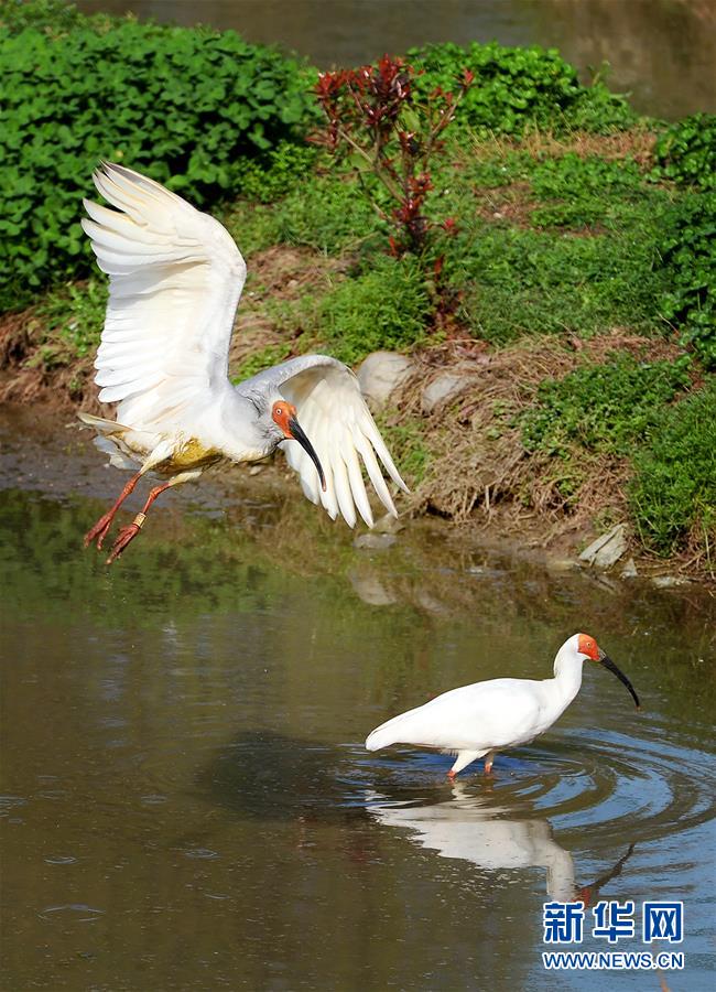「東方の寶石」トキの個體數、7羽から3千羽に