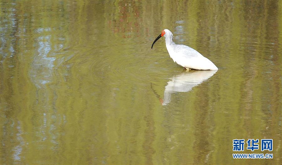 「東方の寶石」トキの個(gè)體數(shù)、7羽から3千羽に