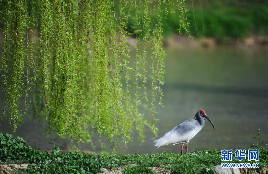 「東方の寶石」トキの個(gè)體數(shù)、7羽から3千羽に