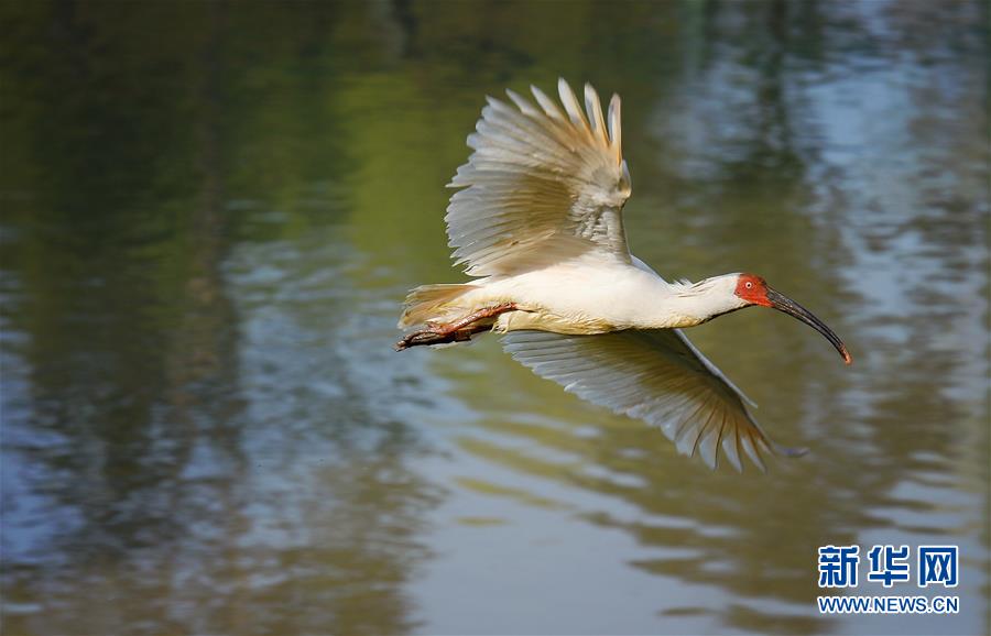 「東方の寶石」トキの個體數(shù)、7羽から3千羽に